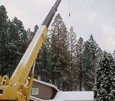 Winter Tree Removal