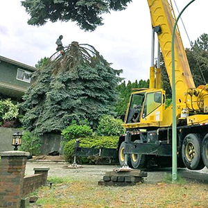 Difficult Tree Removal