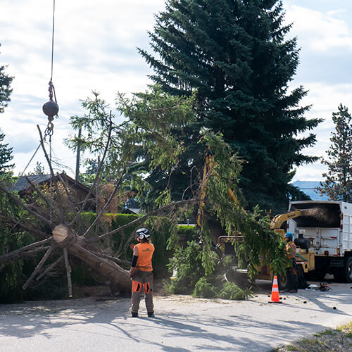 Arborists cut a fallen tree into logs