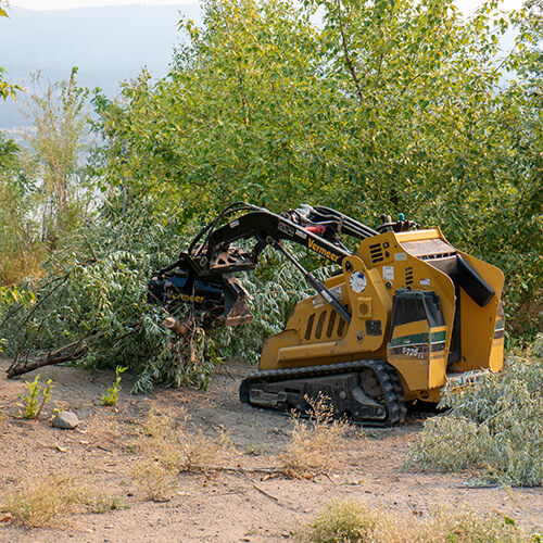 Mobile brush chipper used to clean up hazardous species of trees