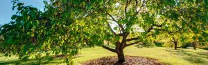 Summer tree care in Kelowna