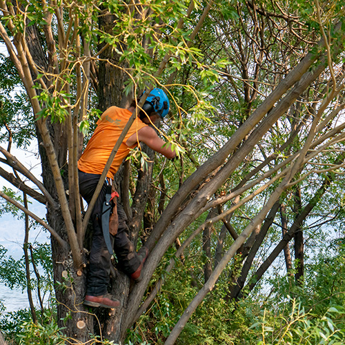 Arborist carefully prunes a fruit tree in Kelowna orchard