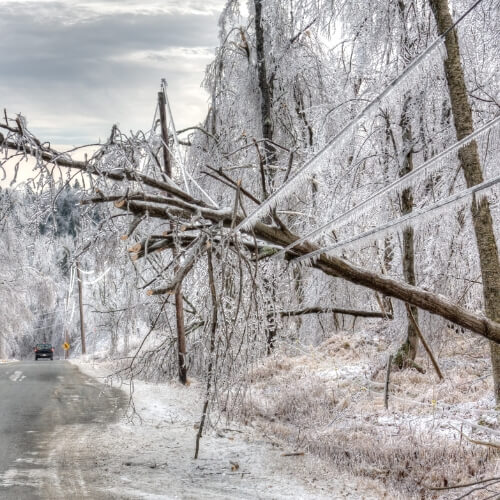 Winter storm causes tree to fall on power lines near a Kelowna road