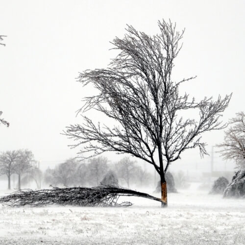 Heavy snow breaks the limb of a damaged tree