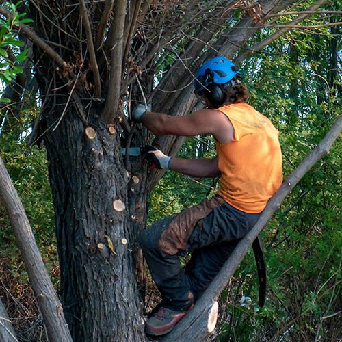Arborist prunes a protected tree species during inspection.