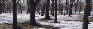 Trees in a Kelowna park where the snow is melting in spring time