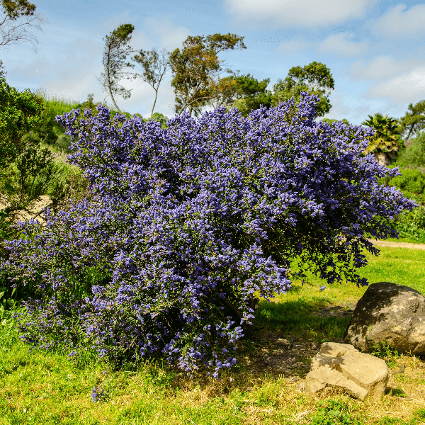 Blue blossom tree
