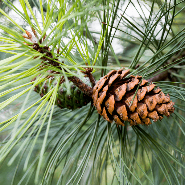 Ponderosa pine cone and needles