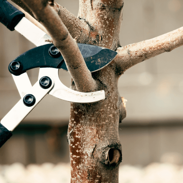 The correct angle of a pruning cut