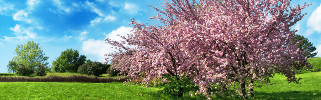 Nurturing lilac trees in the summer heat
