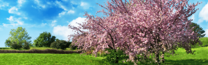 Nurturing lilac trees in the summer heat