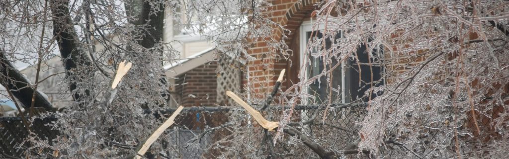 Tree snow and wind damage