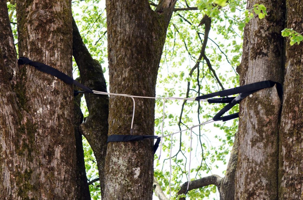 Tree Bracing