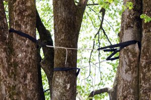 Tree Bracing