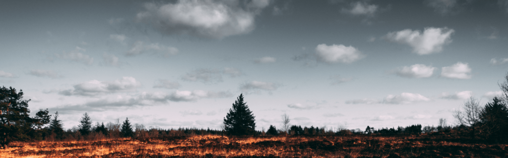 bush and tree removal for wildfire resilience