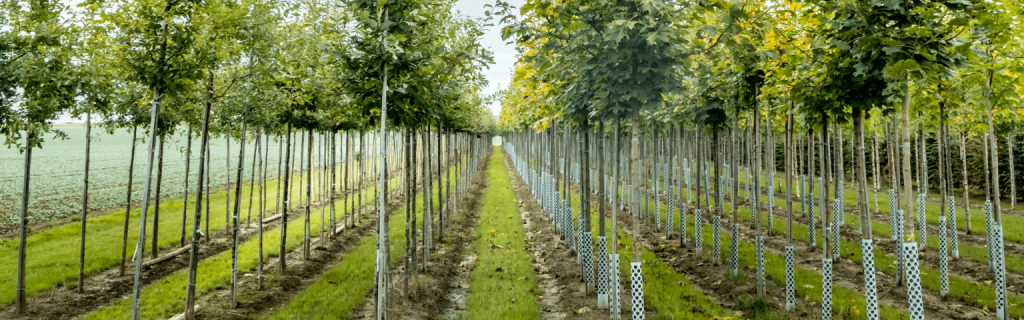 Choosing the right tree for Kelowna