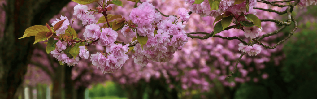 Okanagan flowering cherry tree