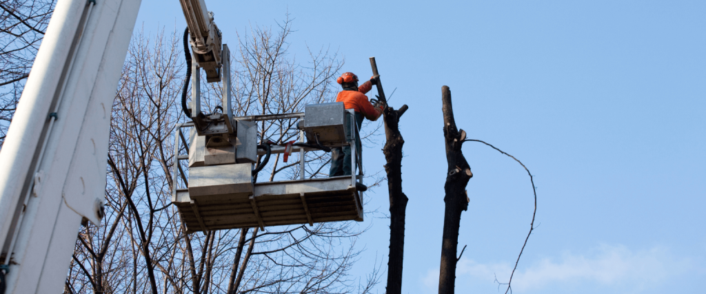 spring tree pruning