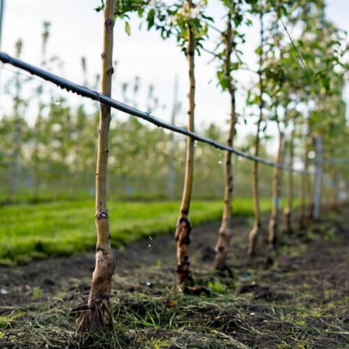 drip irrigation