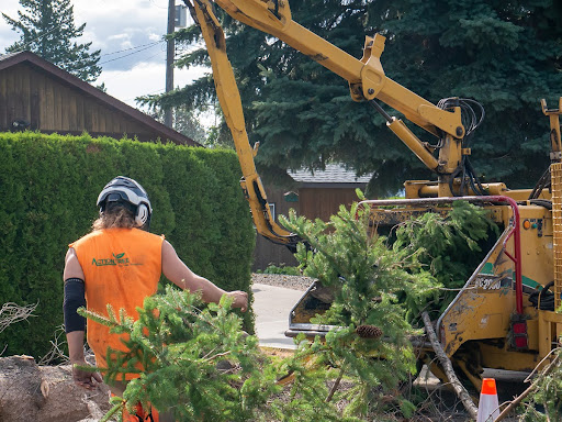Fall tree pruning