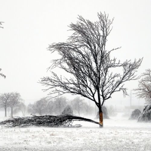 dangerous tree removal in winter