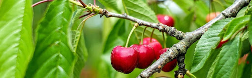 cherry tree