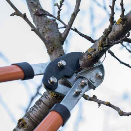 prune dead branches to prep for winter