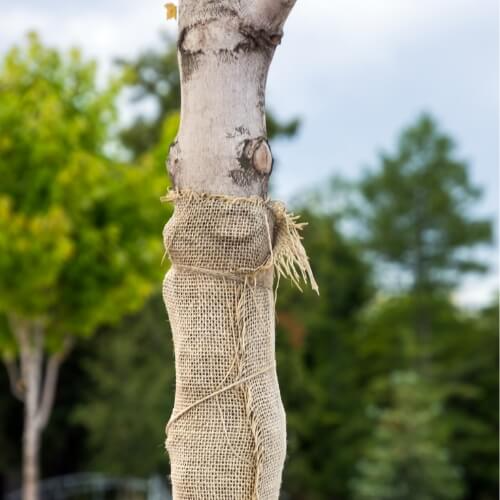 wrapping trees to prep for winter