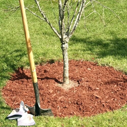 mulch trees to prop for winter