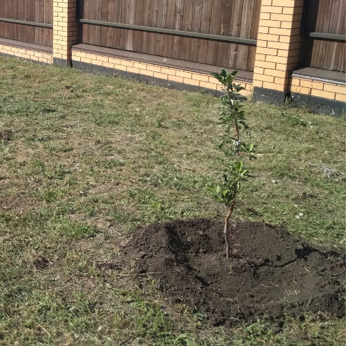 focus on new trees