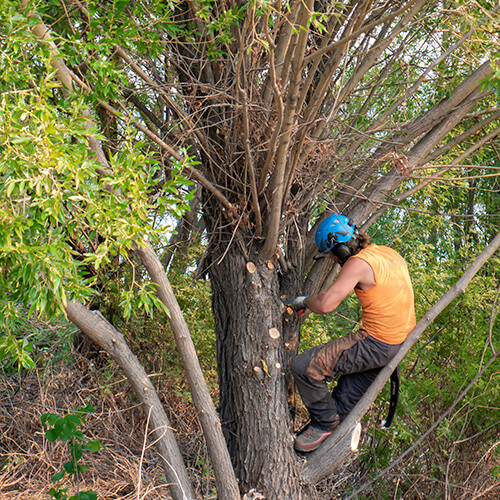arborist pruning tree