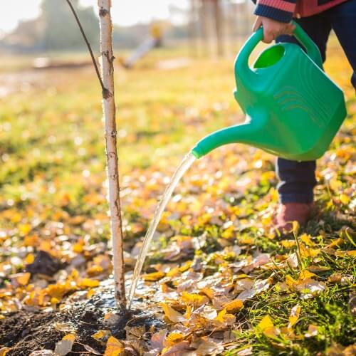 watering early