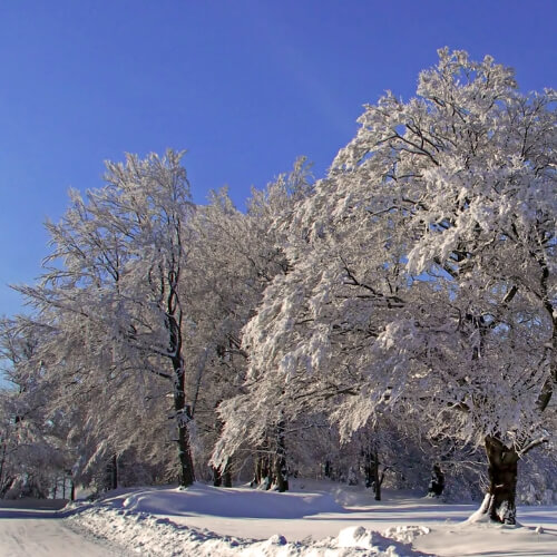 trees covering in snow