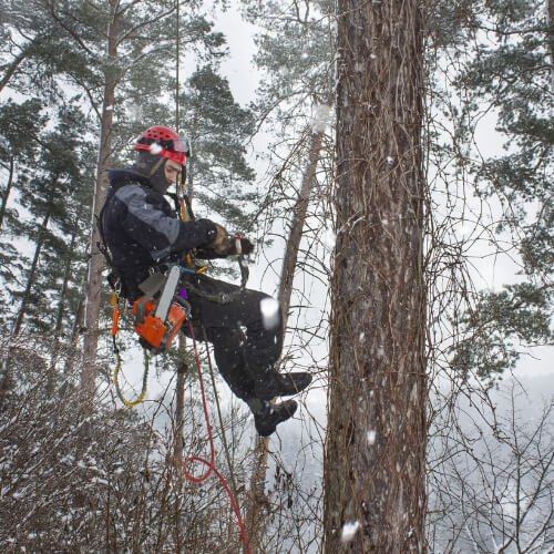 arborists climbing tree in winter
