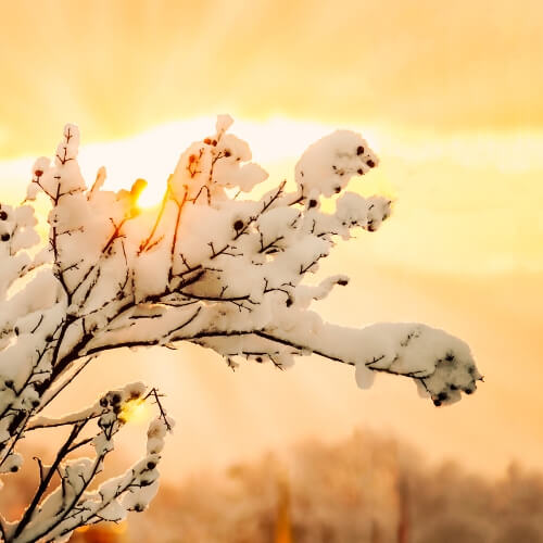 snow on tree branches