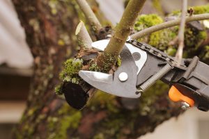 pruning in the post nesting season