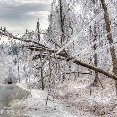 tree storm damage