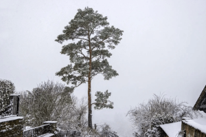 Winter Tree Damage Kelowna