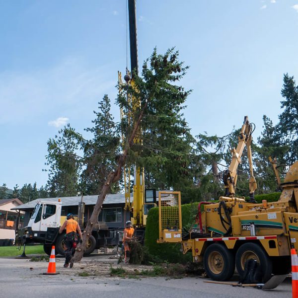 Tree Removal in Kelowna BC